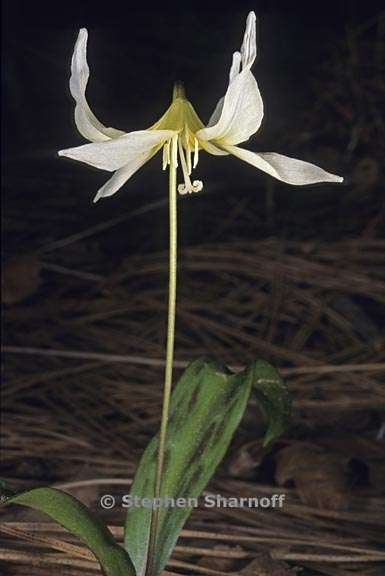 erythronium multiscapideum 3 graphic